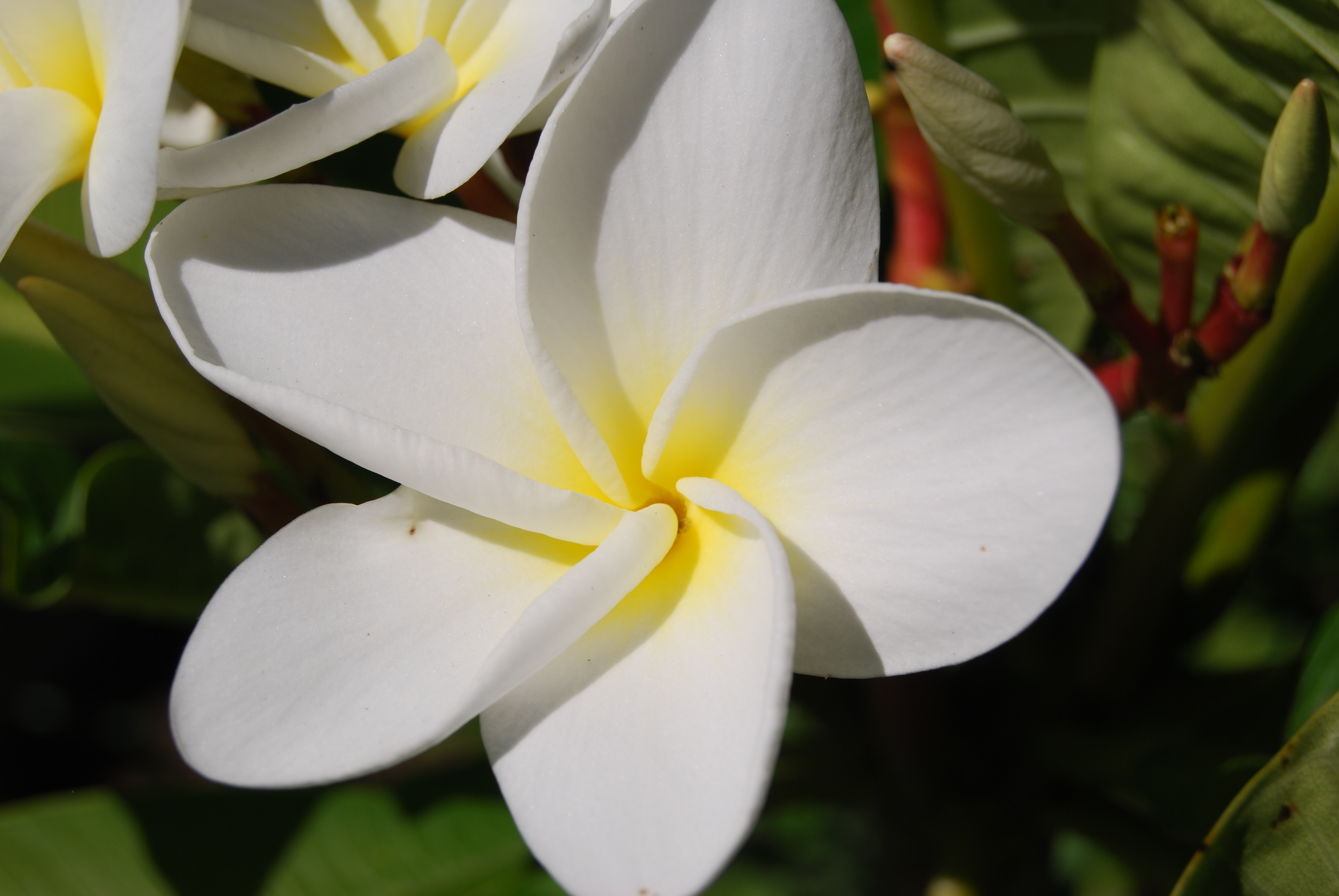 Plumeria rubra 'Samoan Fluff' - ('Tahitian White') — Vintage Green